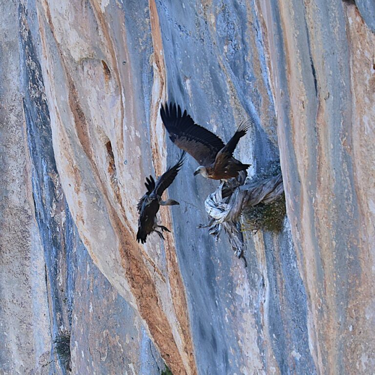 Cathy Damour - vautours gorges du Verdon